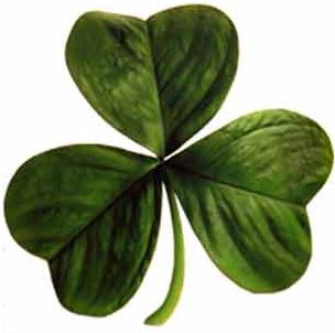 Irish-clover-or-shamerock