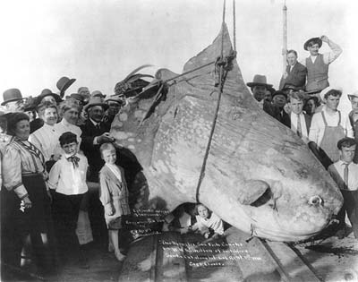 Enormouse-Ocean-Sunfish-caught-in-1910