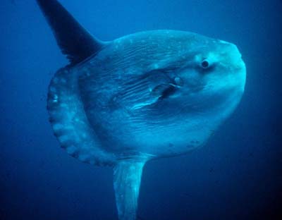 ocean-sunfish